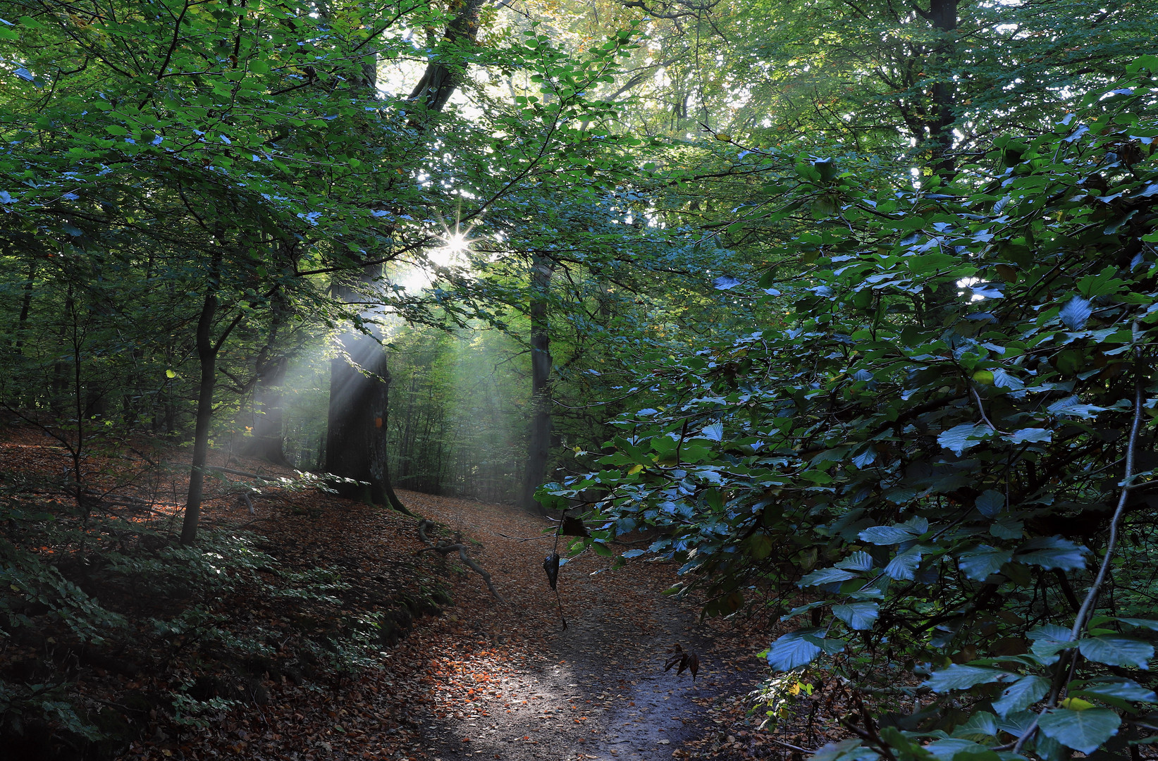 waldweg