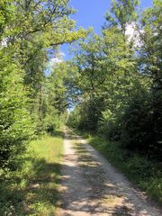 Waldweg