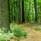 Waldweg