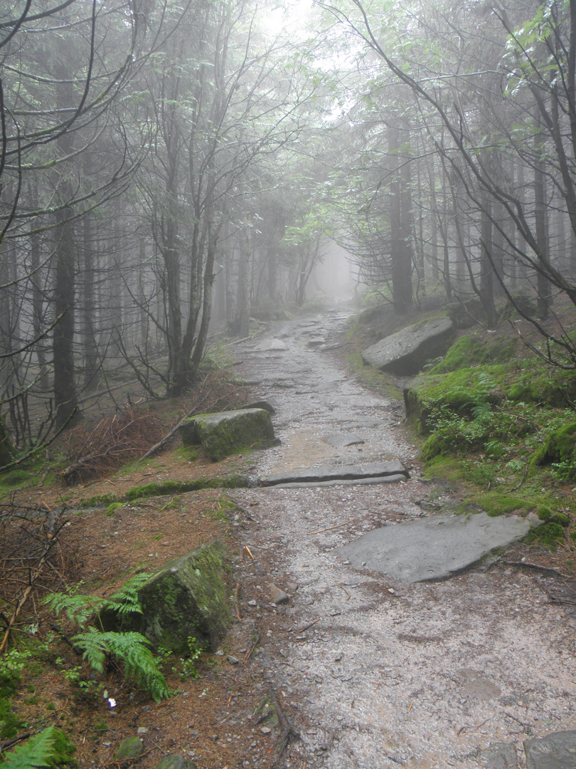 waldweg