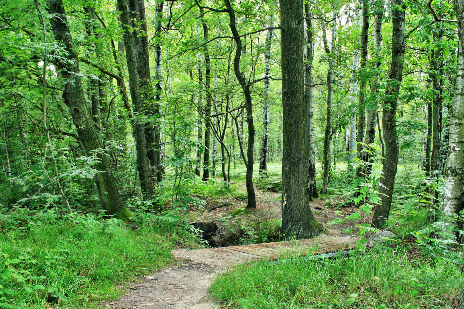 Waldweg