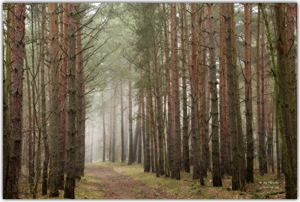 Waldweg