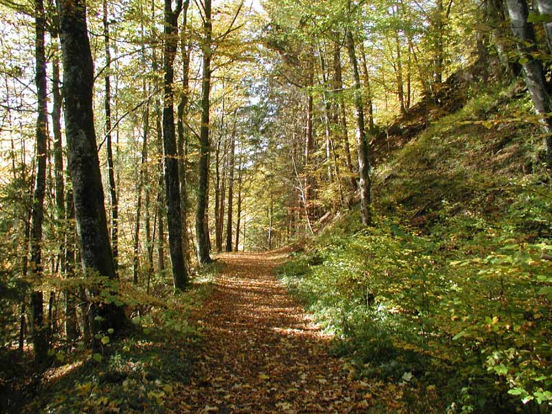 Waldweg