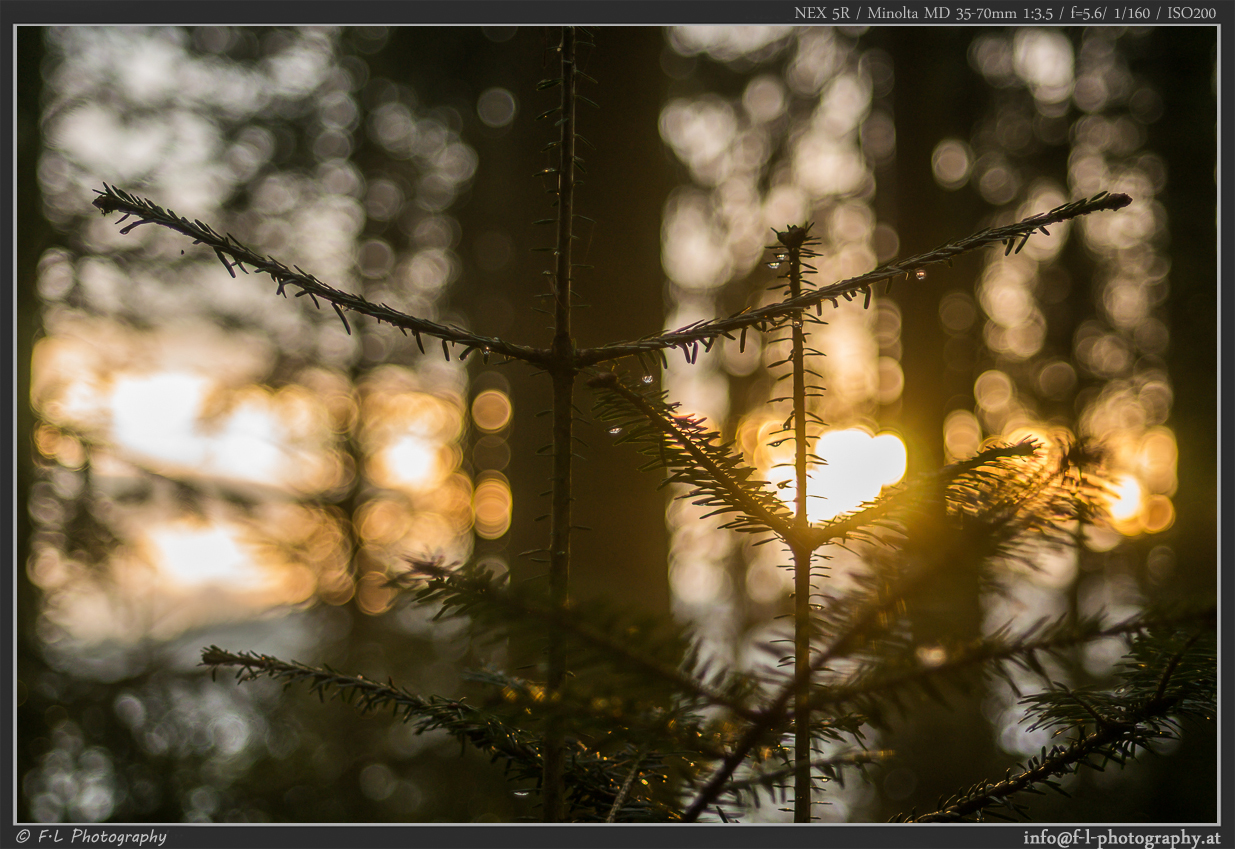 Waldweg