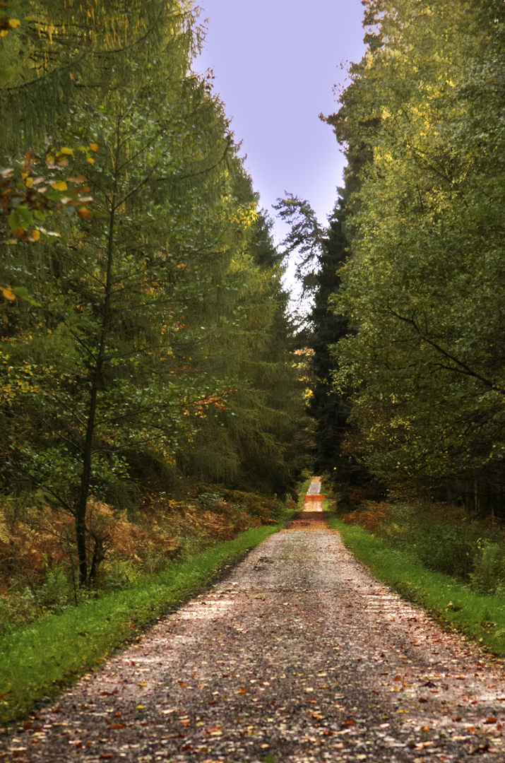 Waldweg