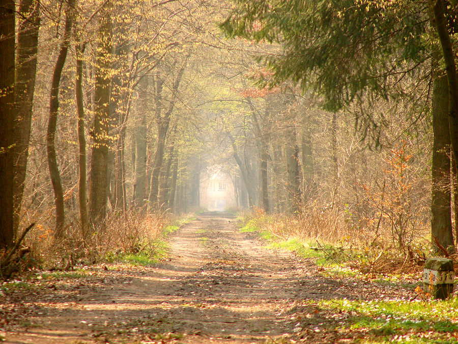 Waldweg