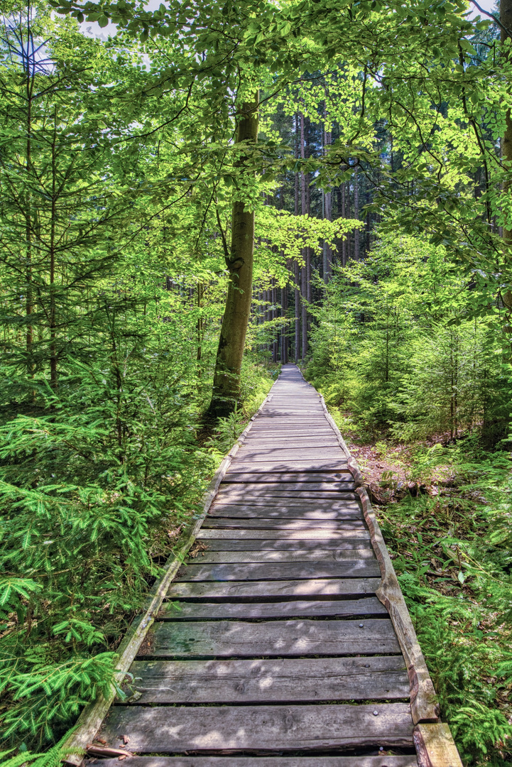 Waldweg