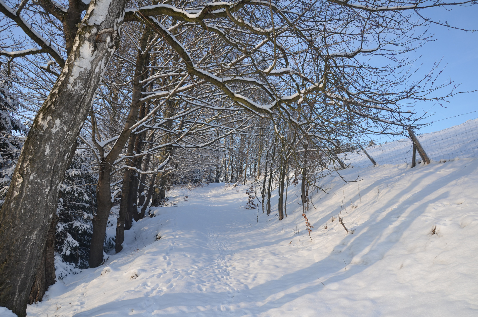 Waldweg