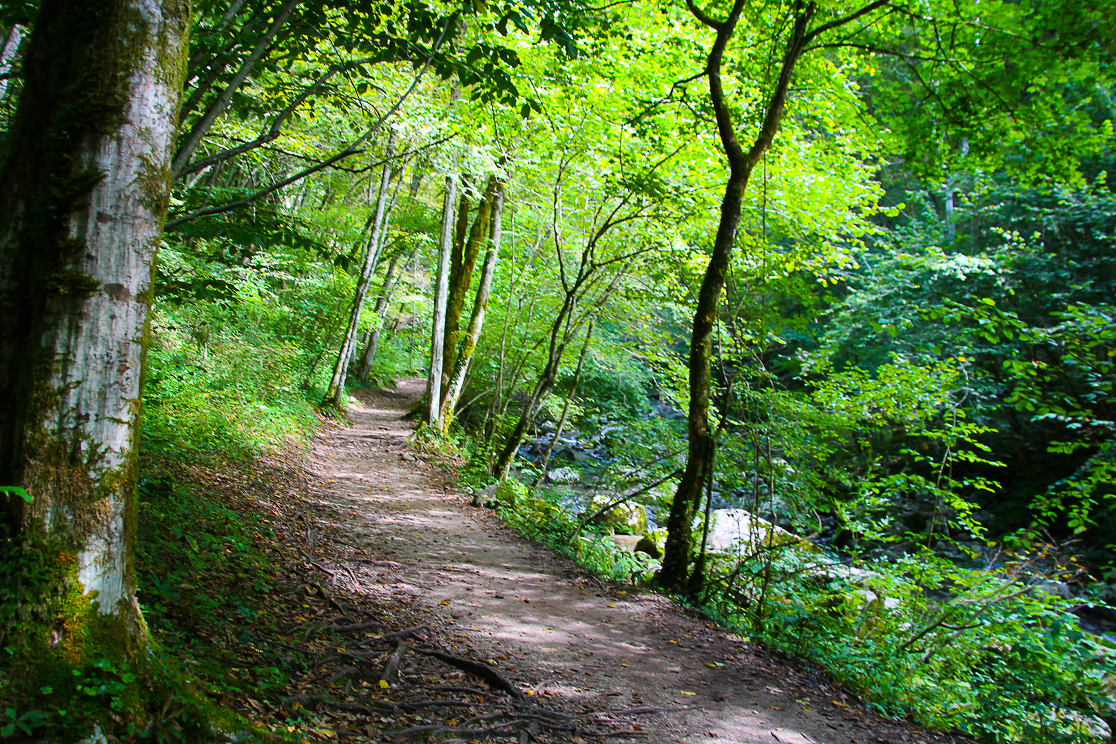 Waldweg