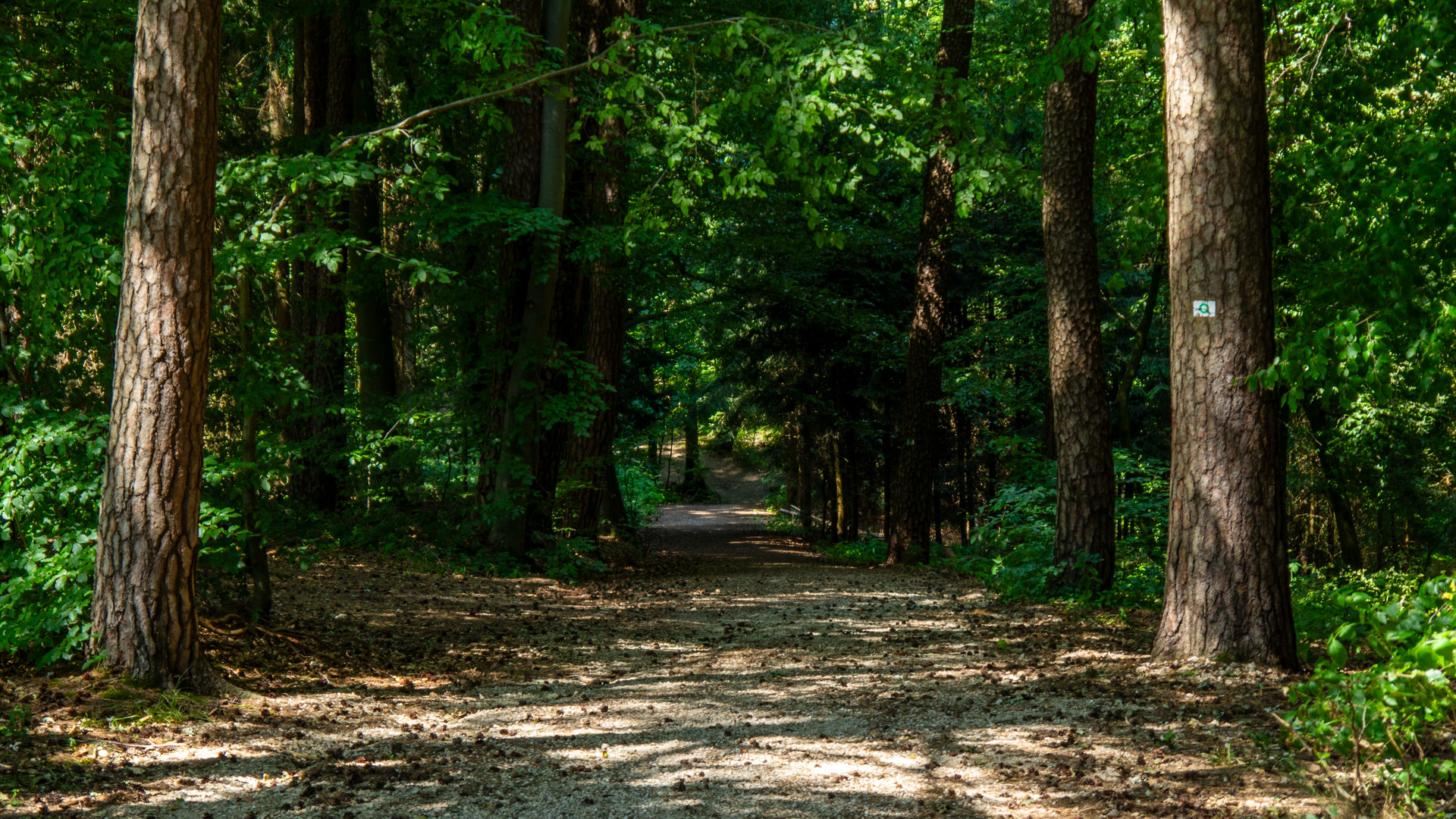 Waldweg