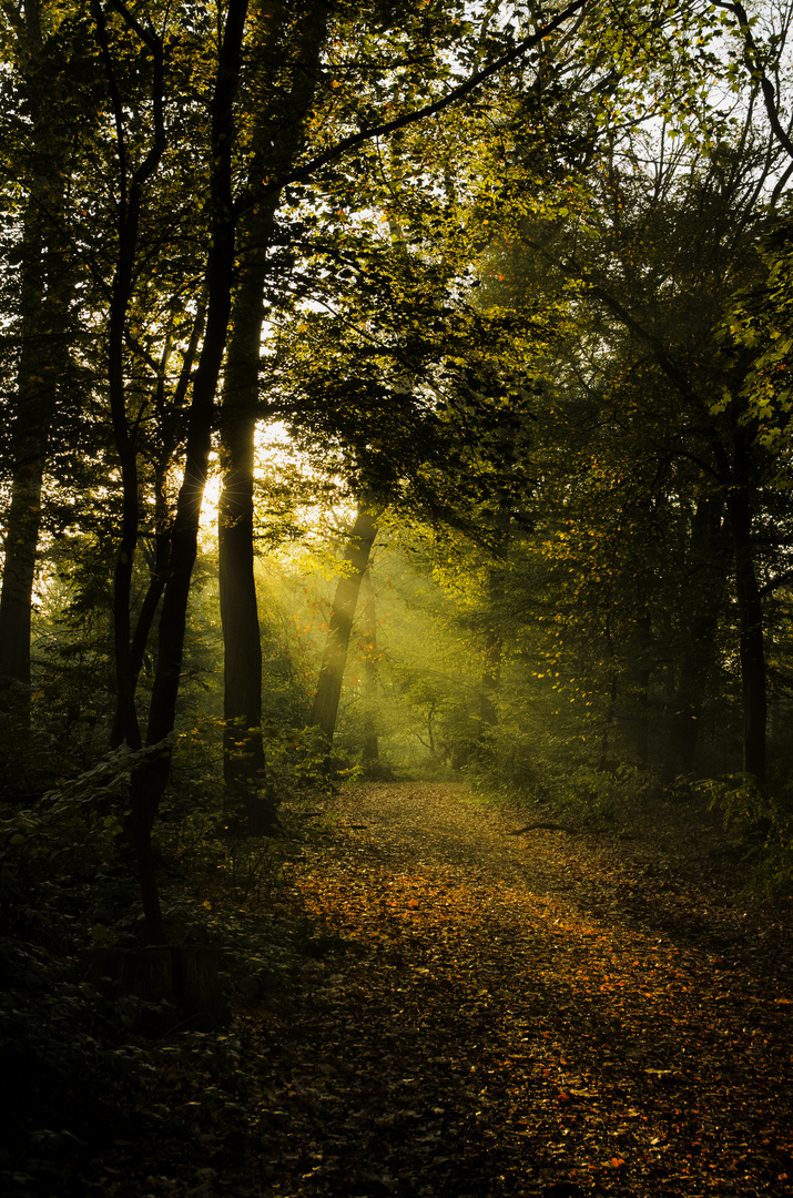 Waldweg