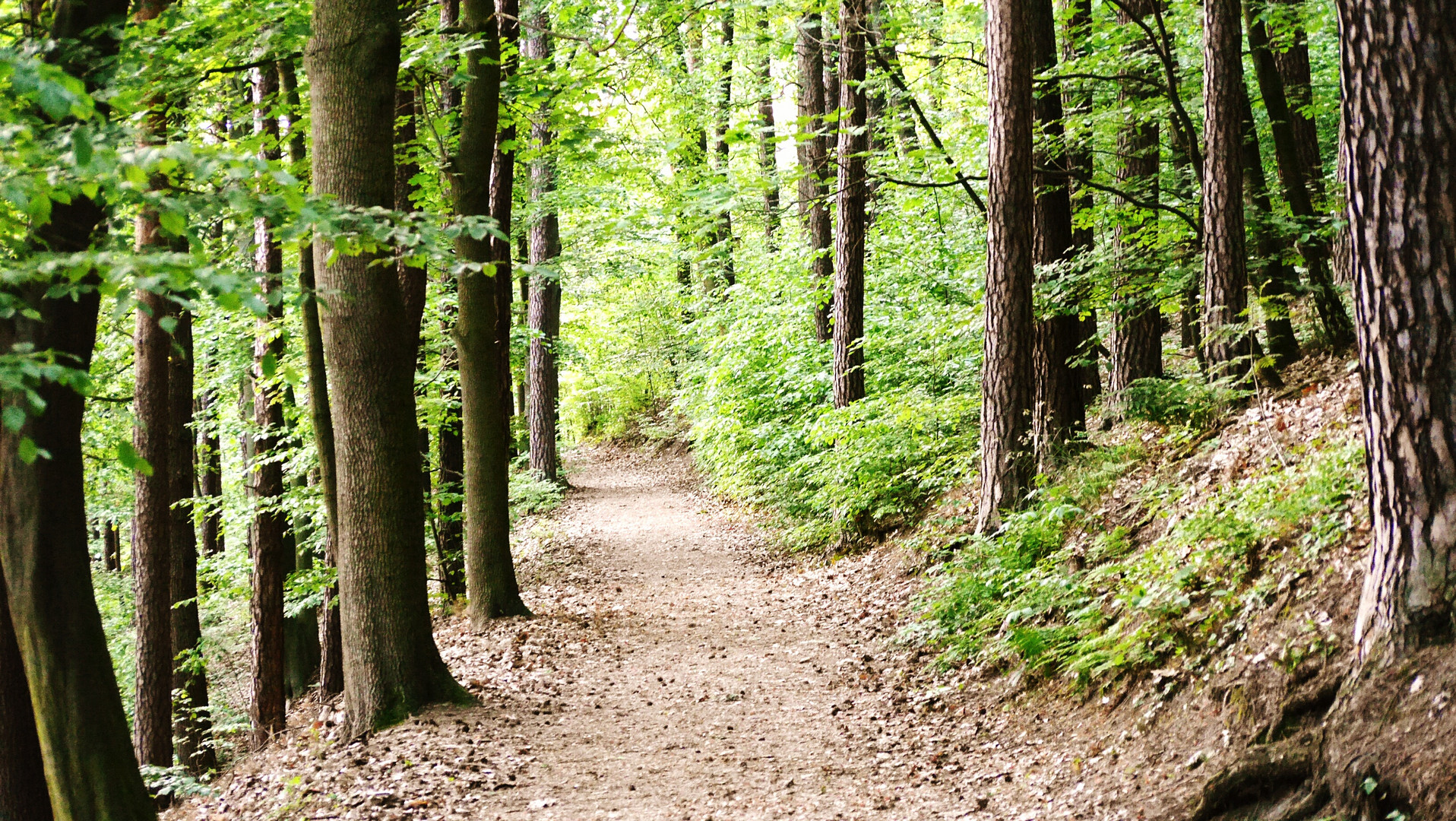 Waldweg