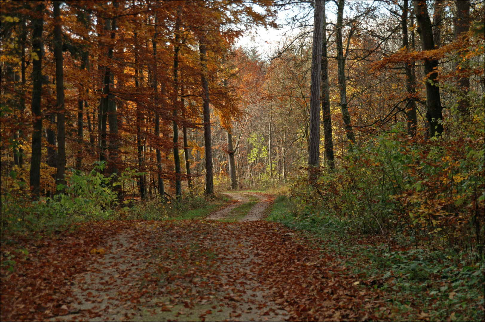 Waldweg