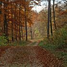 Waldweg