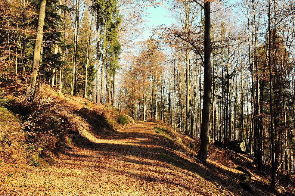 Waldweg