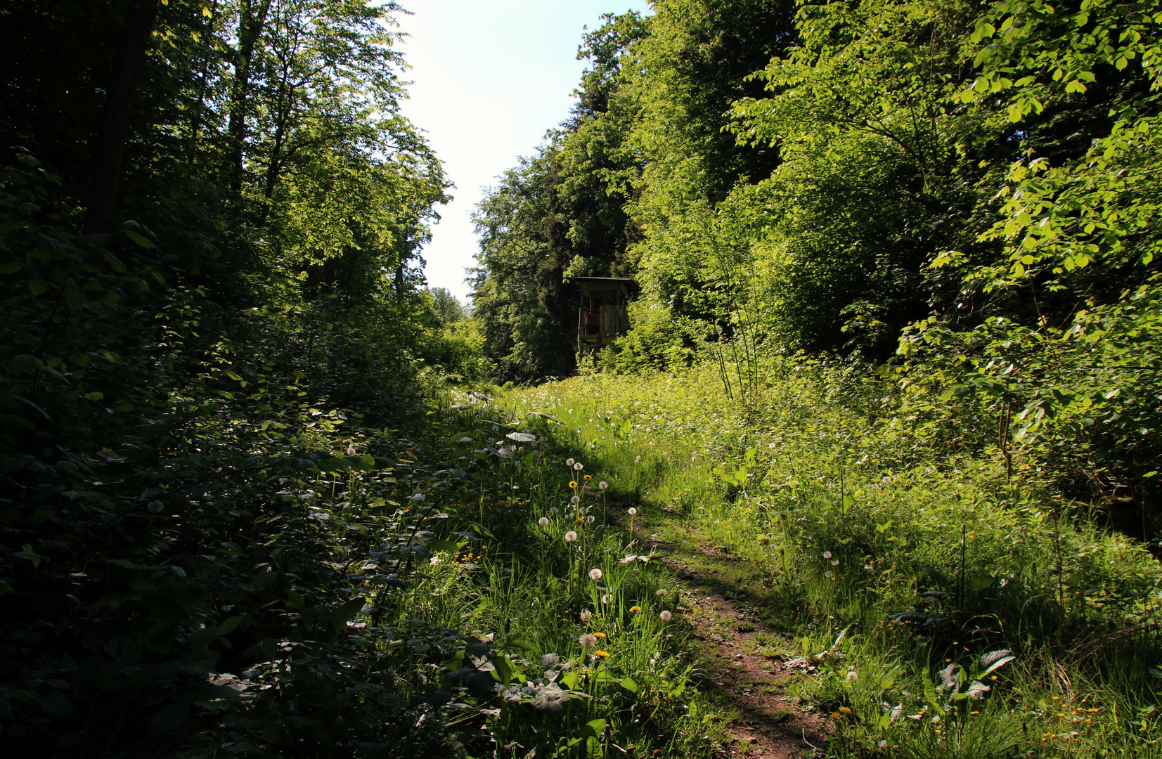 Waldweg