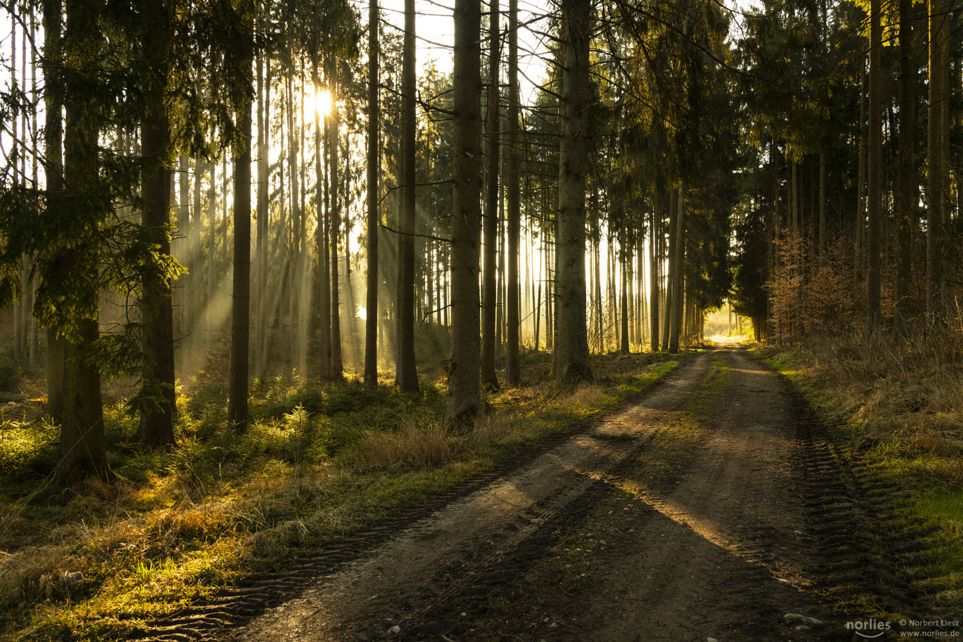 Waldweg