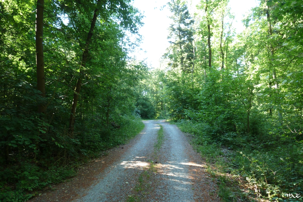 Waldweg