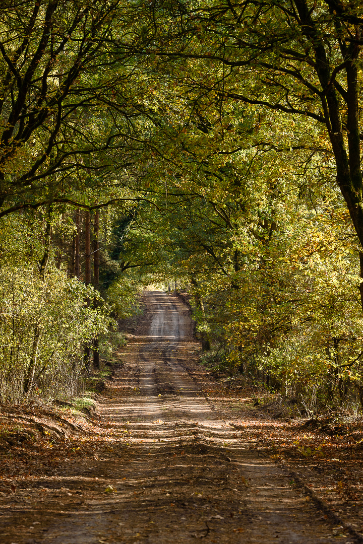 Waldweg