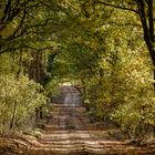 Waldweg