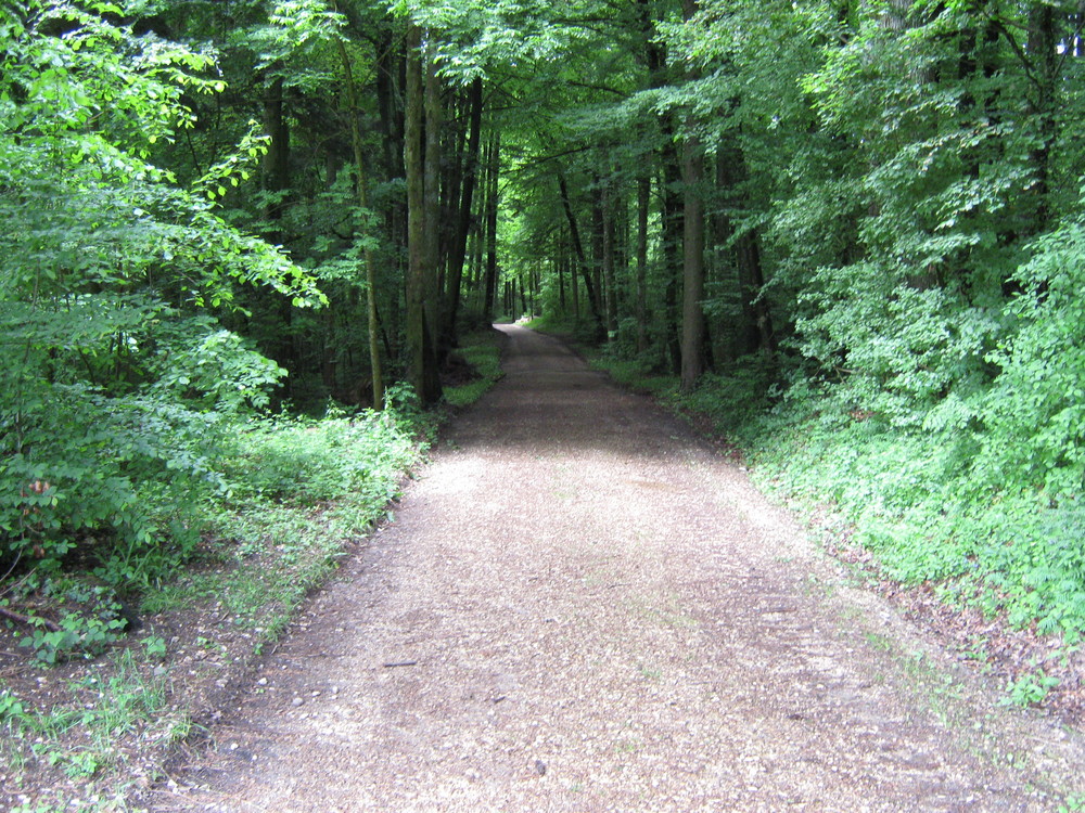 waldweg