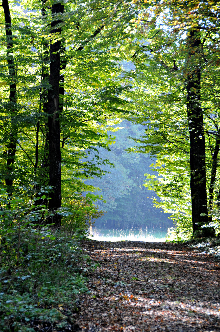 Waldweg