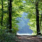 Waldweg