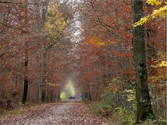 Waldweg.......