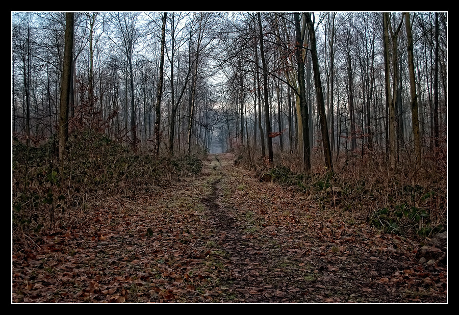 Waldweg