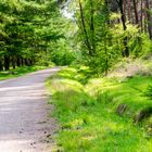 Waldweg