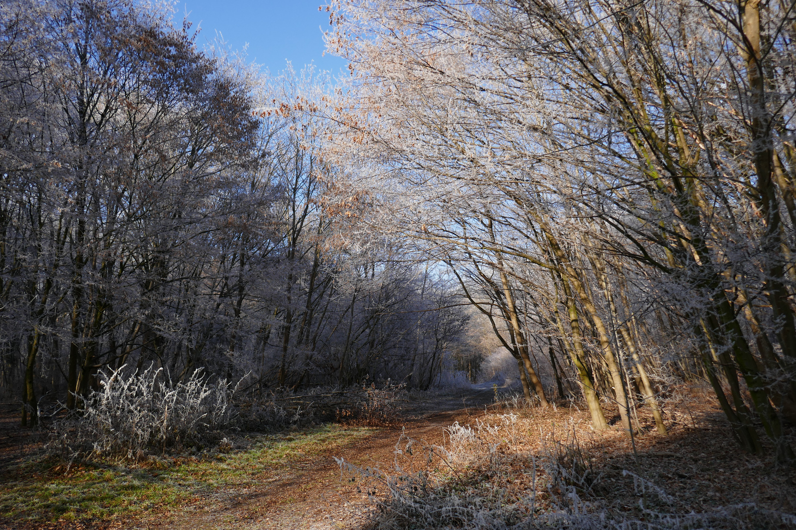 Waldweg