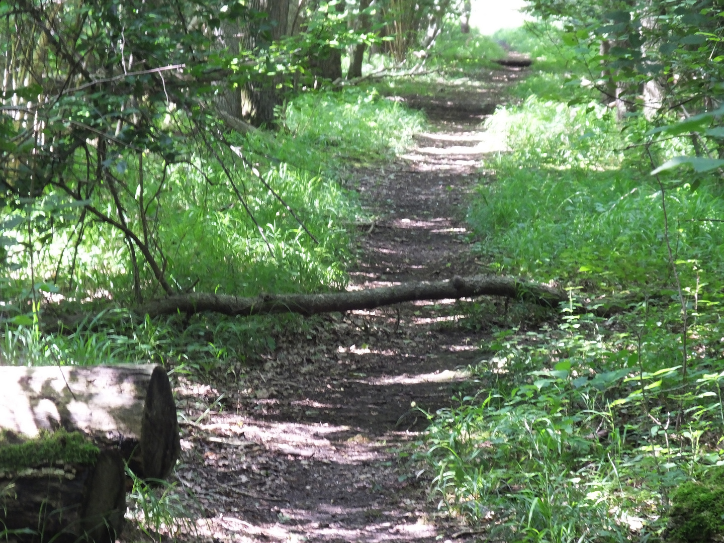 Waldweg