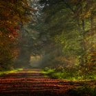 Waldweg