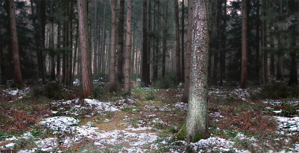 Waldweg