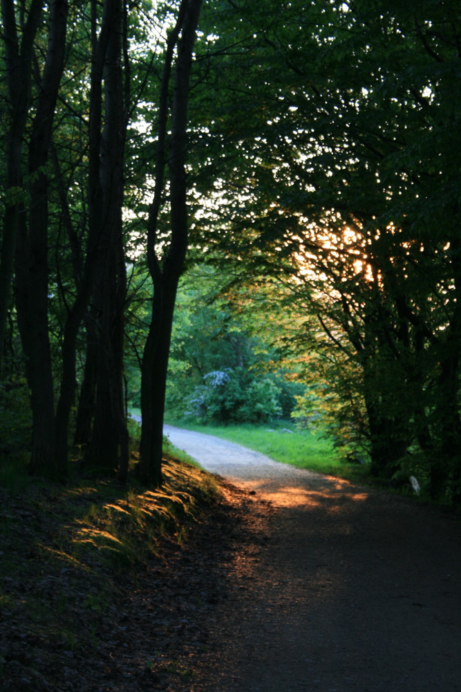 Waldweg am Abend