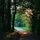 Waldweg am Abend