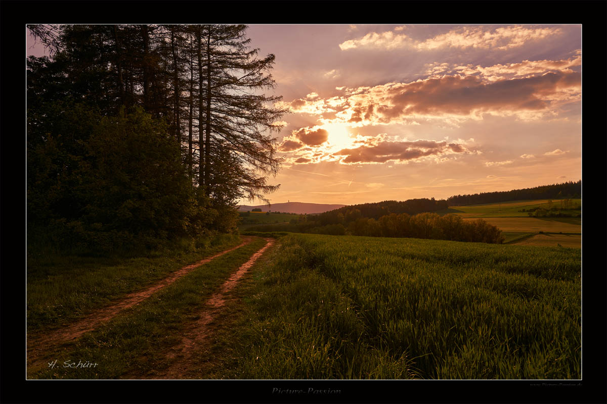 Waldweg am Abend