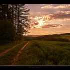 Waldweg am Abend