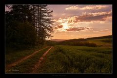 Waldweg am Abend