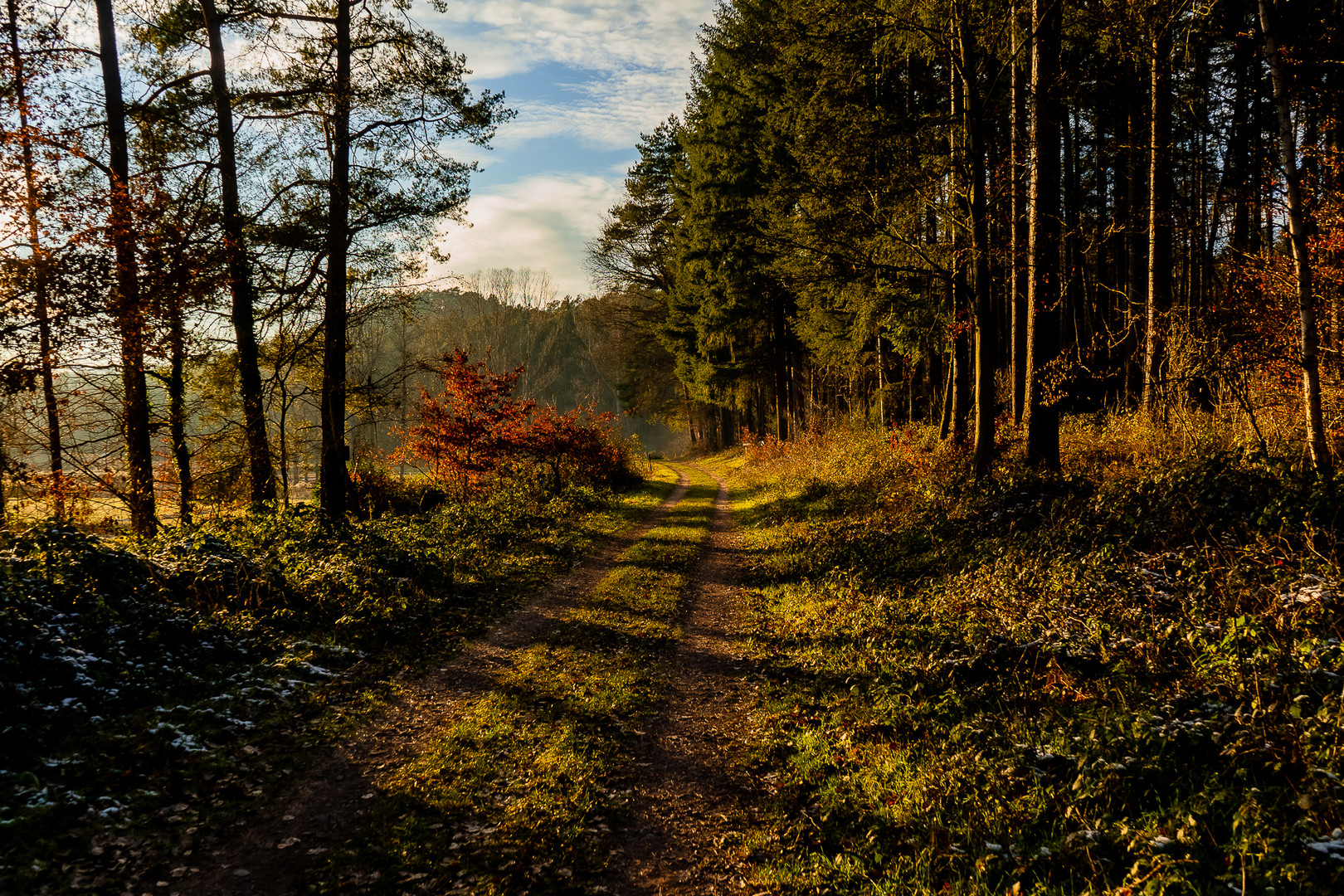 Waldweg am Bethof 