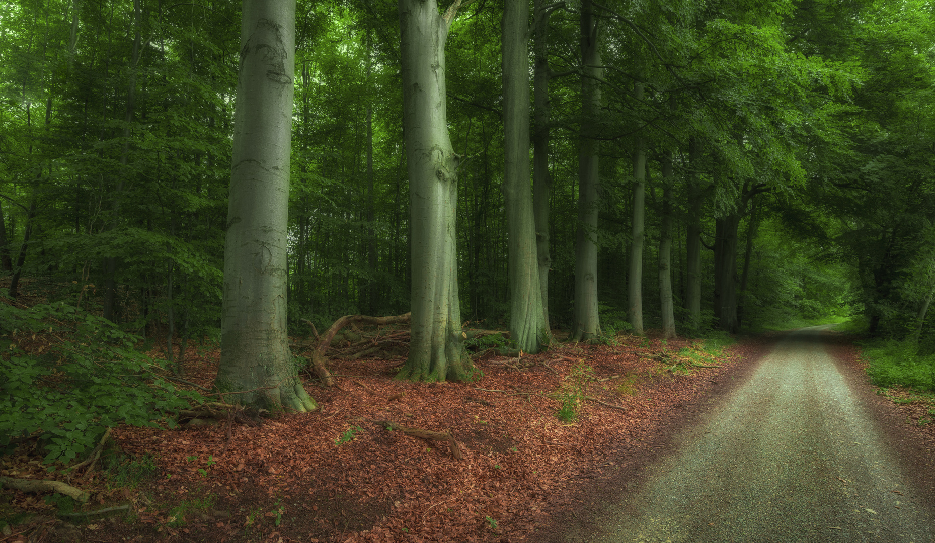 Waldweg am Elmrand