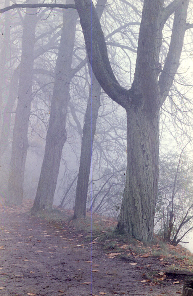 Waldweg am Fluss