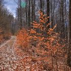 Waldweg am Hutsberg