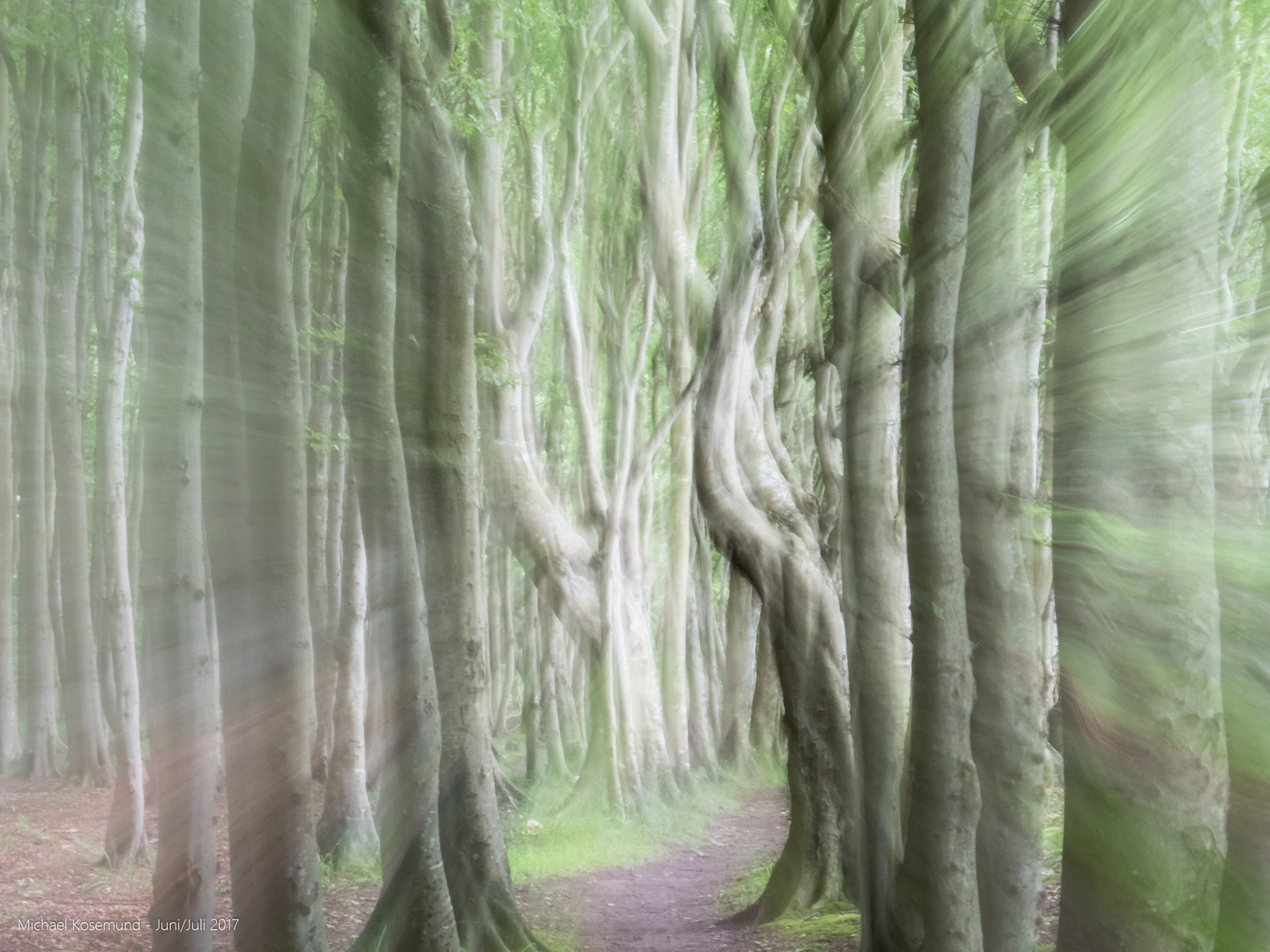 Waldweg am Kap Arkona