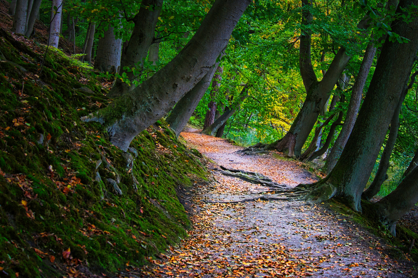 Waldweg am Liepnitzsee