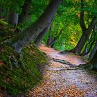 Waldweg am Liepnitzsee