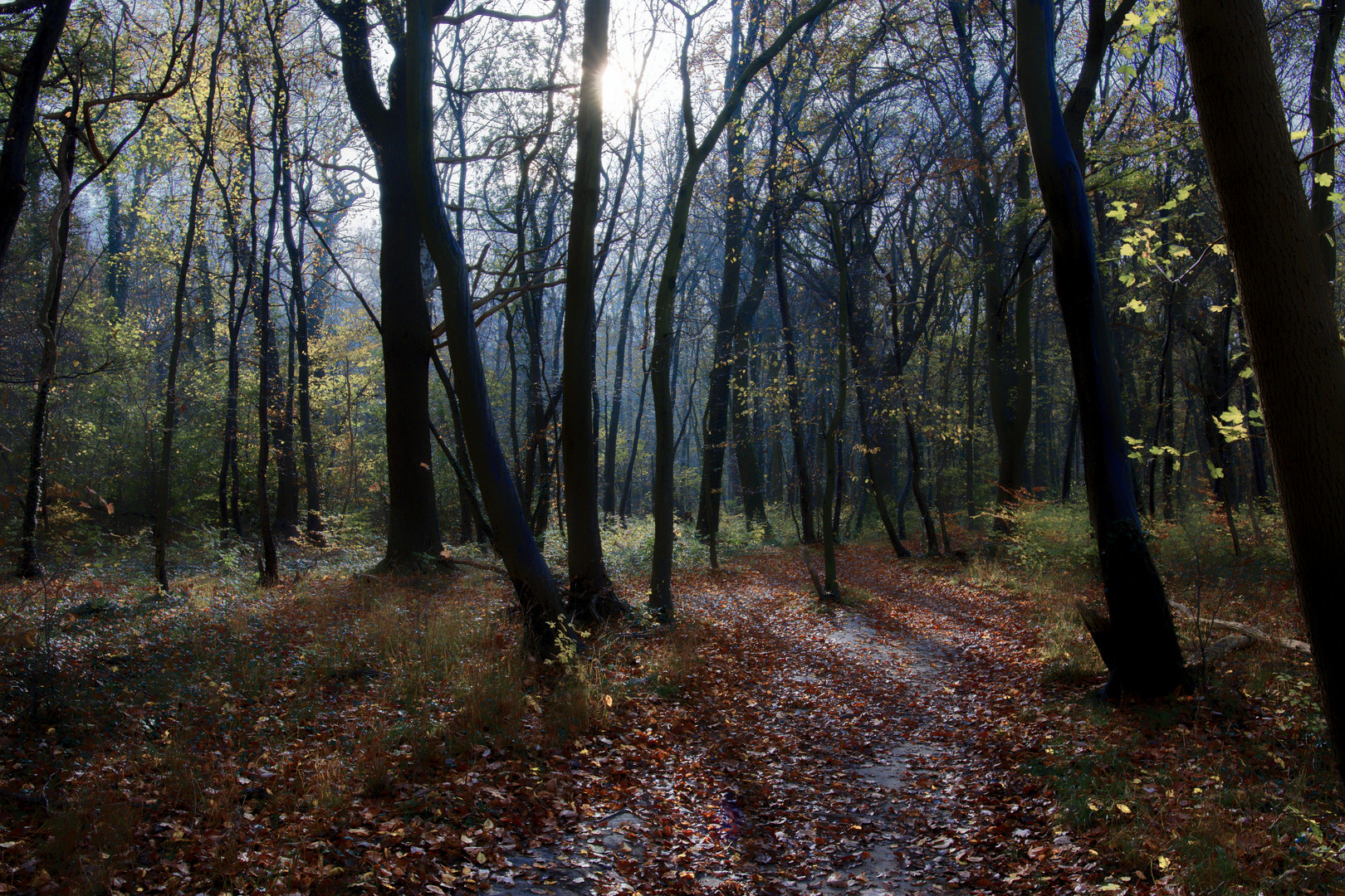 Waldweg am Morgen