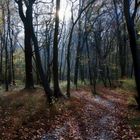 Waldweg am Morgen