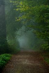 Waldweg am Morgen