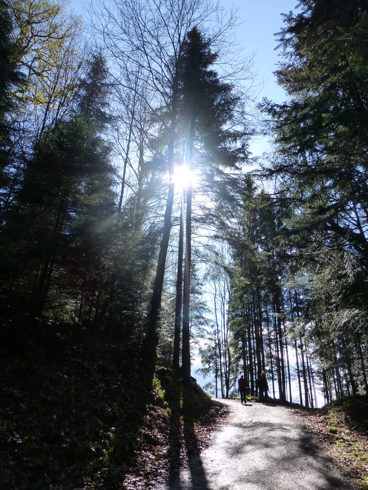 Waldweg am Morgen